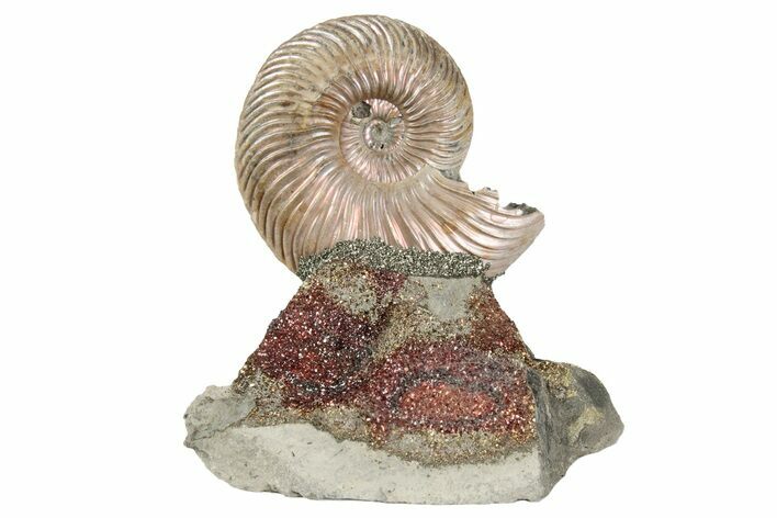 Iridescent, Pyritized Ammonite (Quenstedticeras) Fossil Display #193220